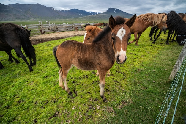 Chevaux derrière une clôture