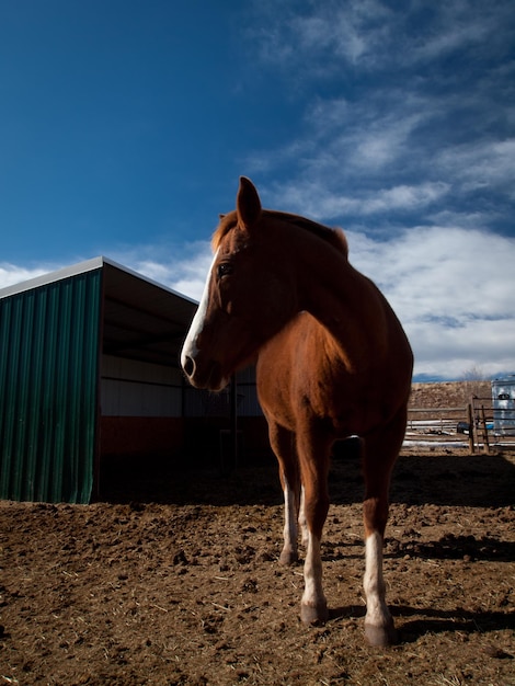 Chevaux à la ferme dans le Colorado.