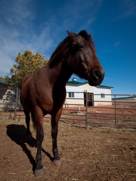 Chevaux à la ferme dans le Colorado.