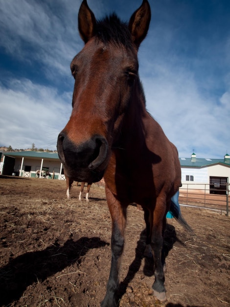 Chevaux à la ferme dans le Colorado.