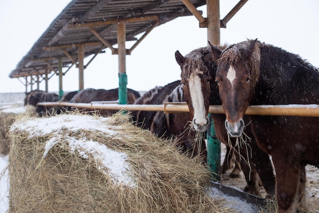 Chevaux à la ferme mangeant du foin