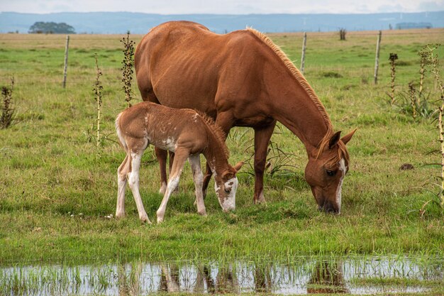 Chevaux de ferme