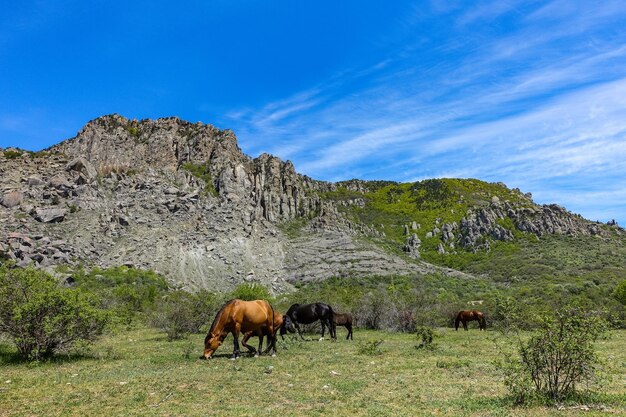 Chevaux sur le fond d'anciennes hautes montagnes arrondies de calcaire dans une brume d'air Demerdzhi Crimea