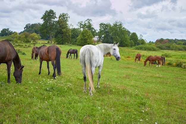 Chevaux gracieux paissant sur un pré vert Vue arrière