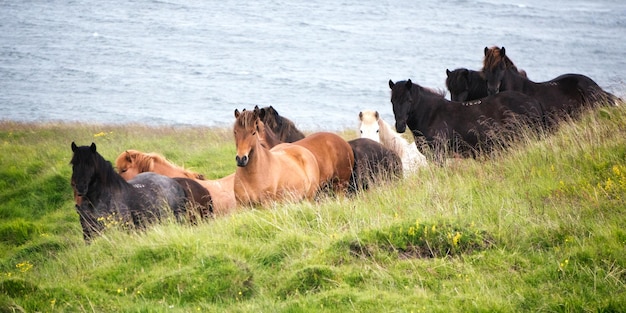 Photo des chevaux sur l'herbe contre la mer