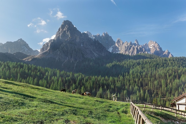 Chevaux sur l'herbe dans le contexte des montagnes des Dolomites