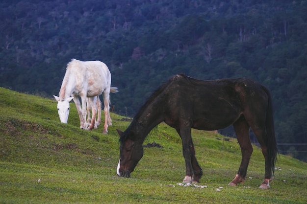 chevaux sur l&#39;herbe