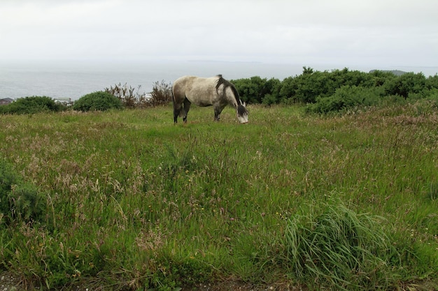 Chevaux sur l'île de Chiloe Chili