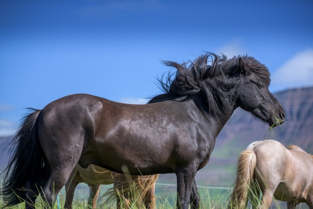 Chevaux islandais et beau paysage