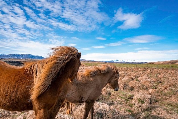 Chevaux islandais bruns debout sur un terrain herbeux dans la vallée contre le ciel bleu