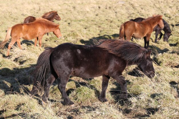 Chevaux islandais sur un terrain en herbe