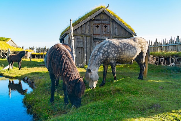 Chevaux islandais