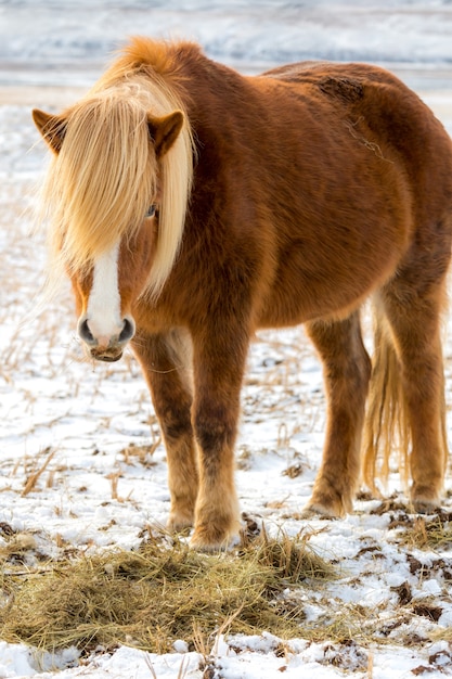 Chevaux islandais