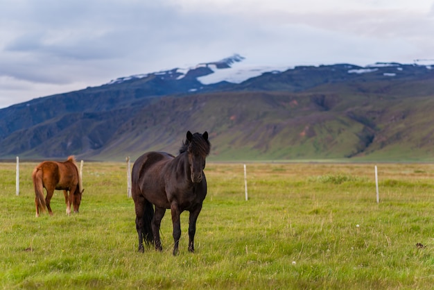 Chevaux en Islande