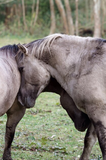 Photo les chevaux konik sur le terrain