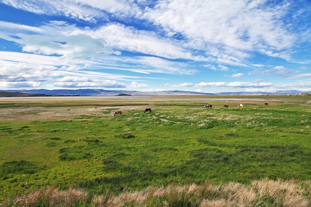 Chevaux sur le Lago argentino à El Calafate, Patagonie, Argentine