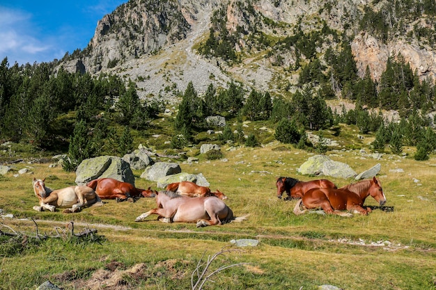 Chevaux en liberté, parc national d'AigÃƒÂƒÃ‚Â¼estortes i Estany de Sant Maurici.