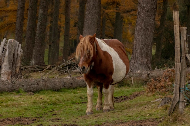 chevaux libres dans la forêt