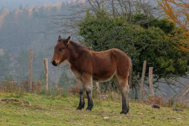 chevaux libres dans la forêt