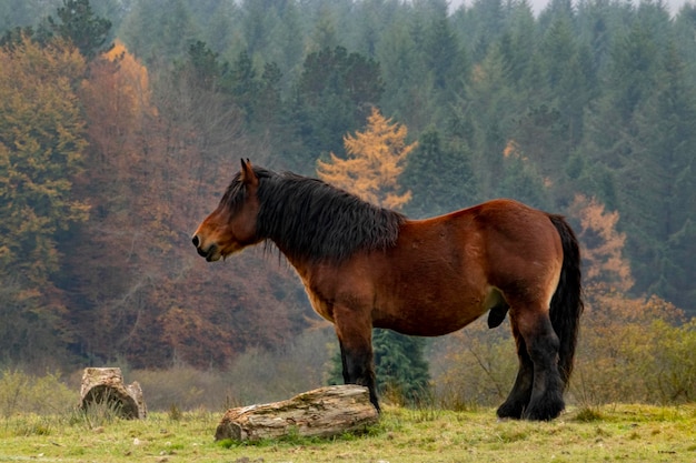 chevaux libres dans la forêt