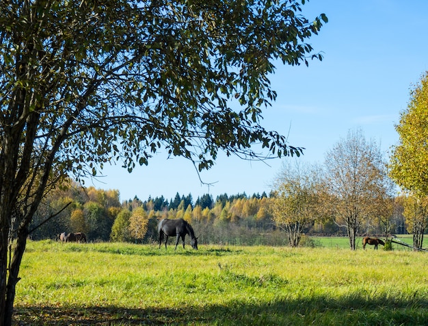 Les chevaux marchent dans un champ un jour ensoleillé d'automne