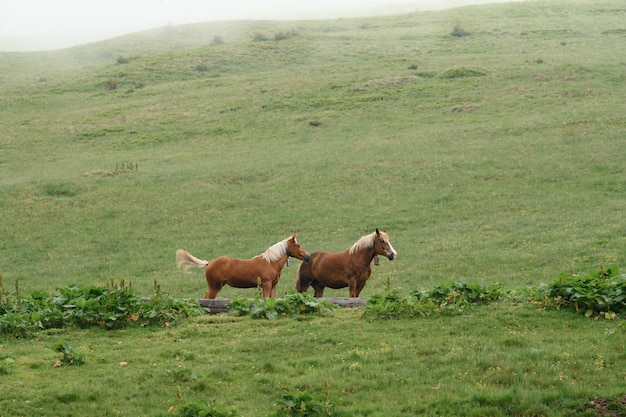 Chevaux de montagne domestiqués dans des fermes de montagne