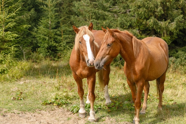 Les chevaux paissaient sur un alpage contre les montagnes. L'été