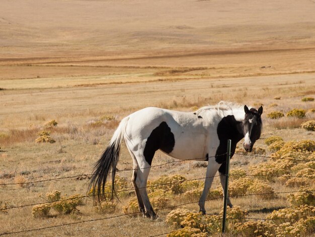 Chevaux paissant dans le champ.