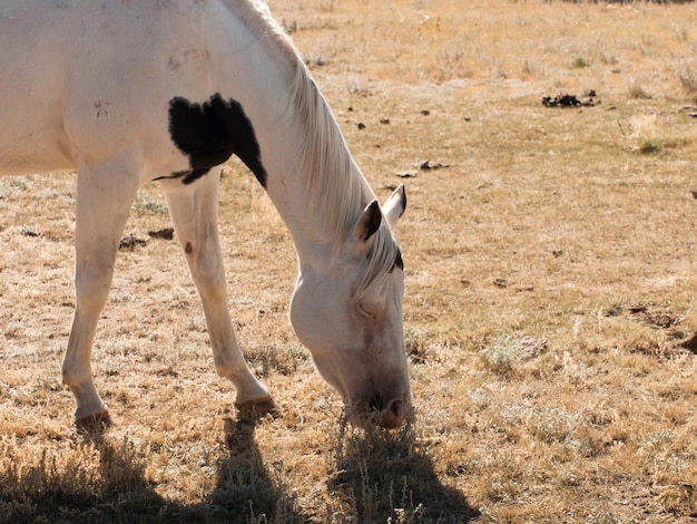 Chevaux paissant dans le champ.