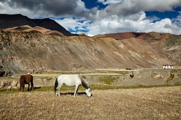 Chevaux paissant dans l'Himalaya. Ladakh, Inde