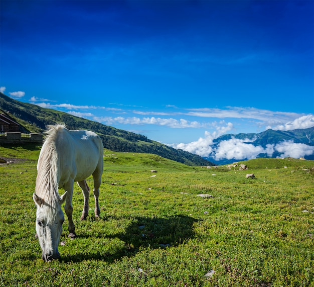 Chevaux paissant dans l'Himalaya