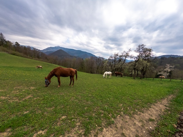 Chevaux paissant dans un pré dans la nature