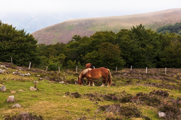 Chevaux paissant dans les Pyrénées françaises