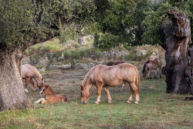 Chevaux paissant sur le terrain