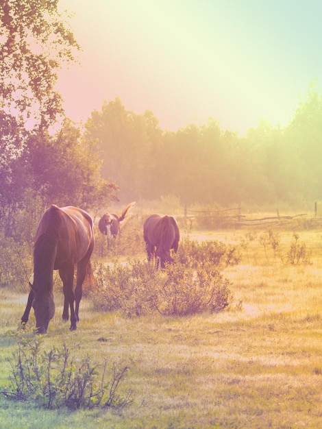 Photo des chevaux paissent sur le champ au coucher du soleil.