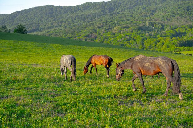 Les chevaux paissent dans les montagnes en été