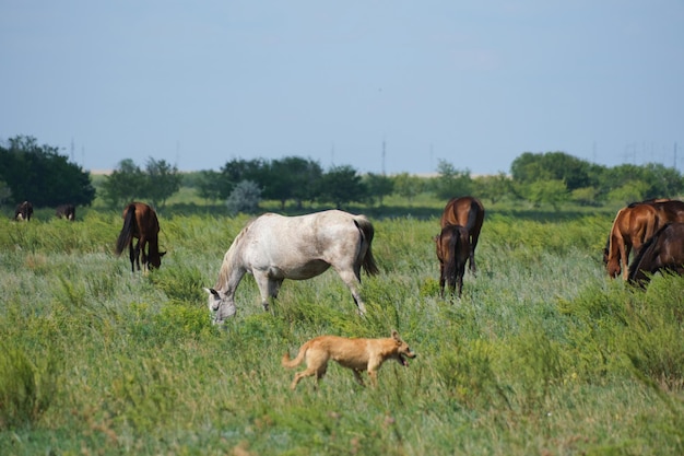 Les chevaux paissent dans un pré vert