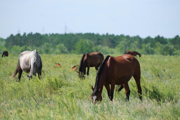 Les chevaux paissent dans un pré vert