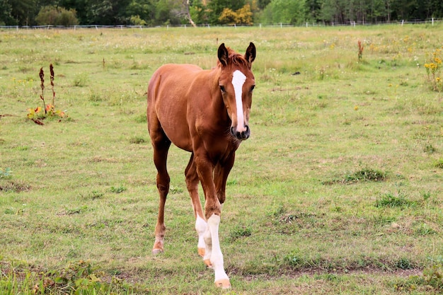 Les chevaux paissent dans le pré