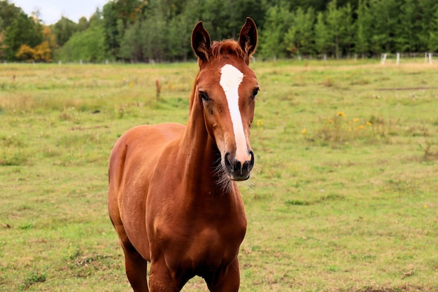 Les chevaux paissent dans le pré