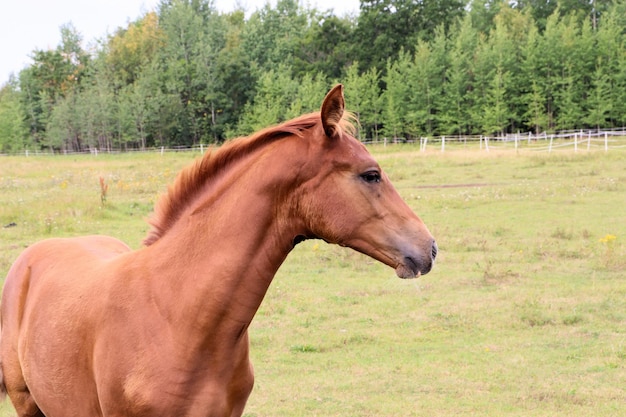 Les chevaux paissent dans le pré