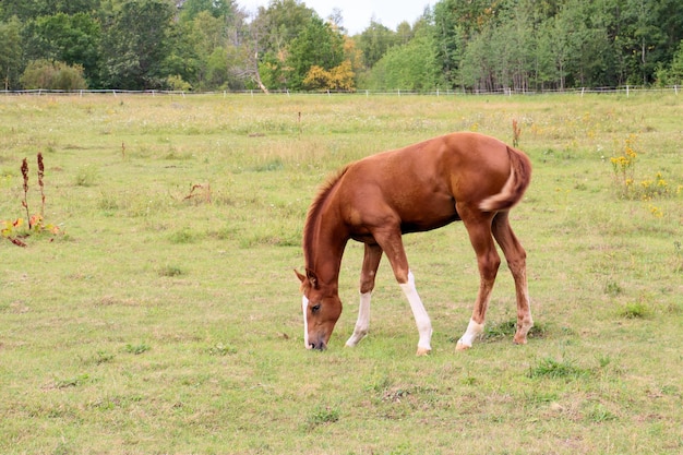 Les chevaux paissent dans le pré