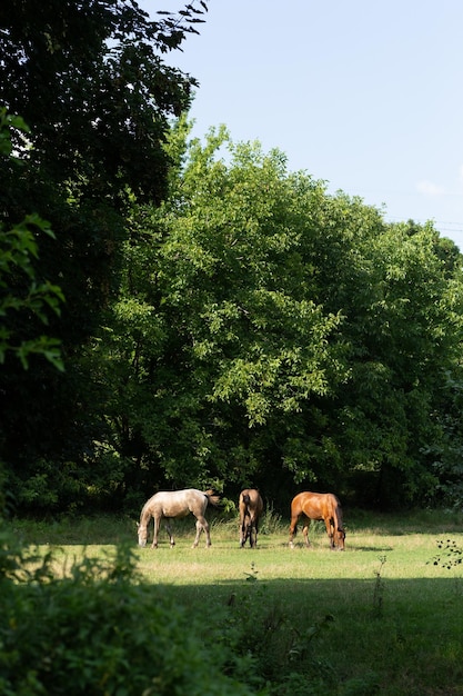 Les chevaux paissent dans le pré