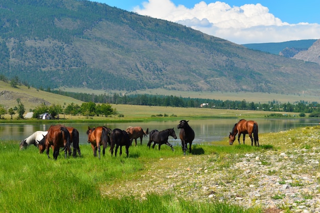 Les chevaux paissent le long de la rive du lac