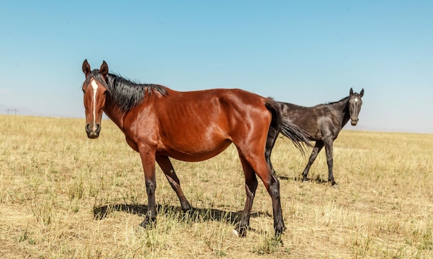 Les chevaux paissent sur un pâturage en automne dans un pré le concept d'élevage de bétail avec un espace pour le texte