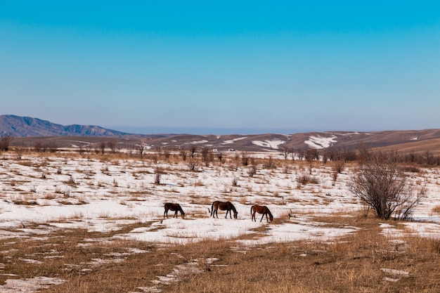 Les chevaux paissent sur un pré enneigé dans les montagnes