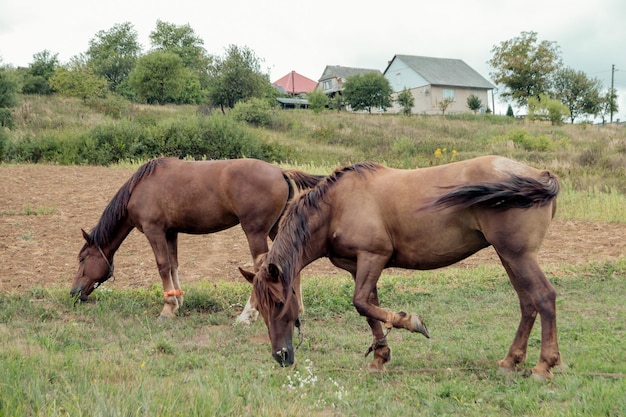 Les chevaux paissent près de la montagne dans le pâturage au début de l'automne.