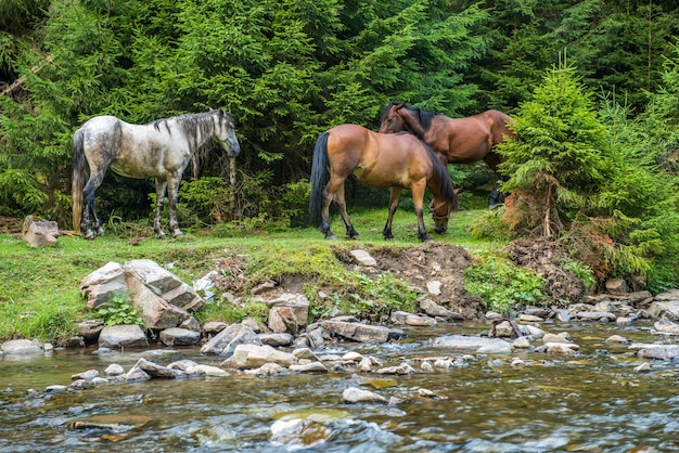 Les chevaux paissent près d'une rivière de montagne en Ukraine