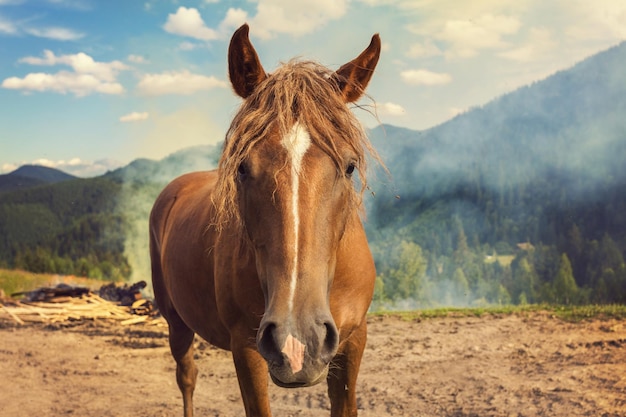 Chevaux sur un pâturage