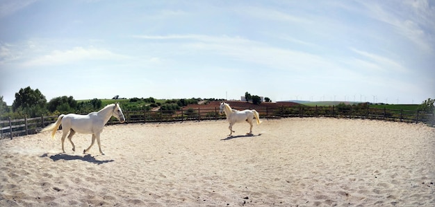 Photo chevaux sur le paysage contre le ciel